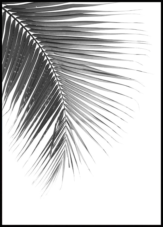 Palm Leaf in Monochrome Plakat