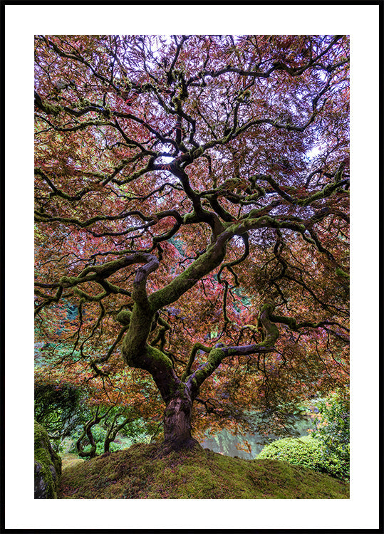 Japanese Maple Tree