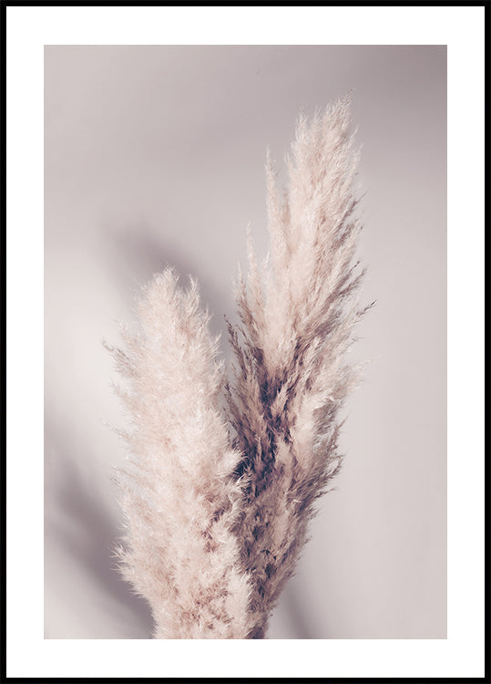 Pampas Grass