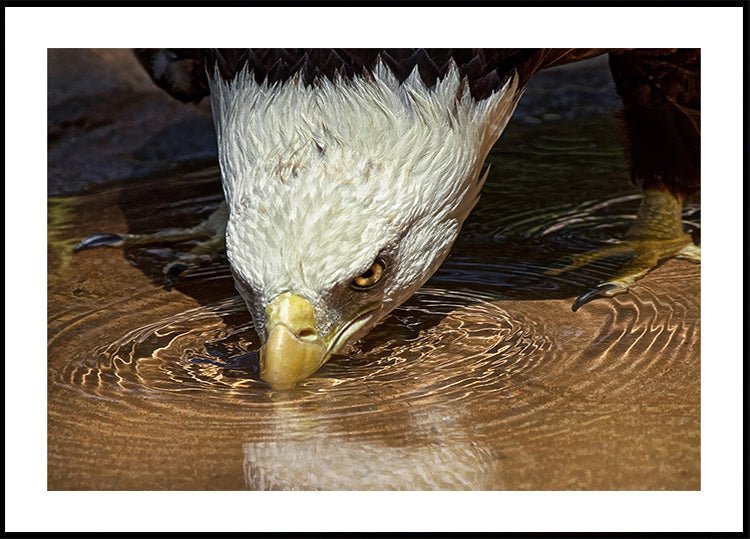 Cool Drink on a Hot Day Plakat