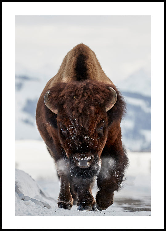 Bison Incoming Plakat