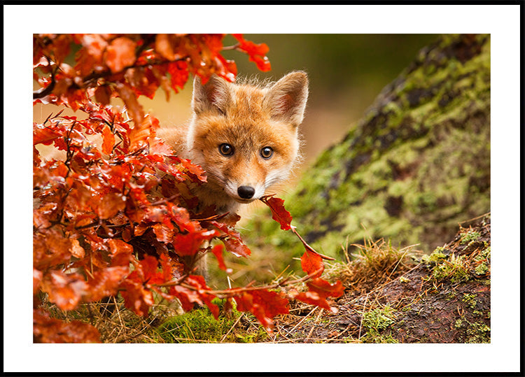 Fox  Plakat