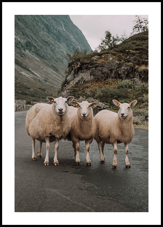 Three Sheep in Mountain Landscape Plakat - Posterbox.dk