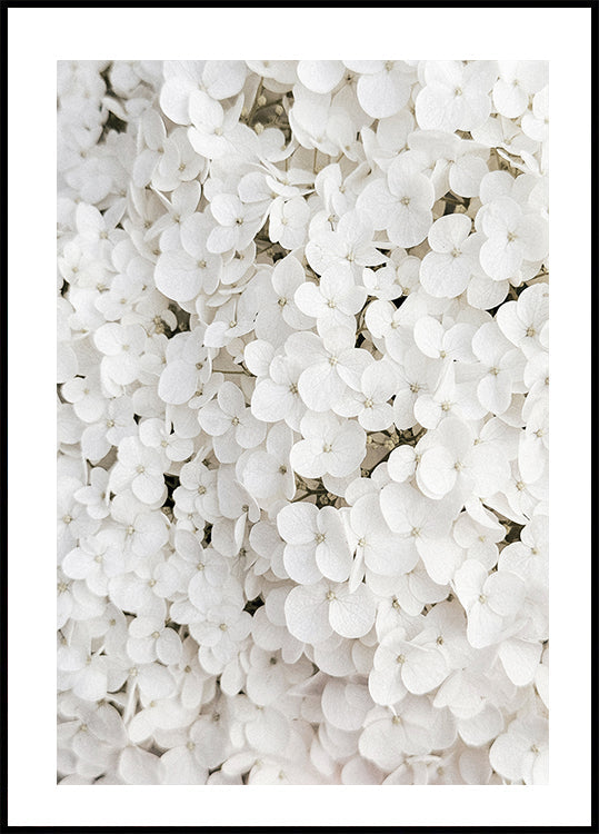 White Hydrangea Plakat - Posterbox.dk