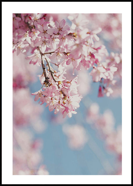 Cherry Blossom Plakat