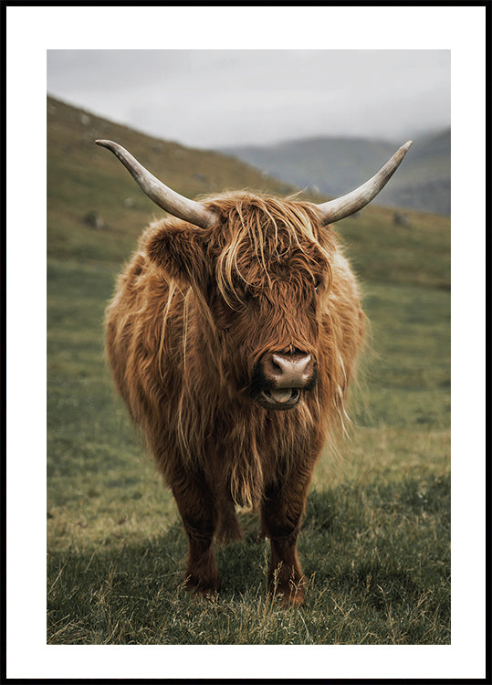 Highland Cow Near a Mountain Plakat - Posterbox.dk