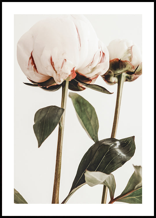 Peony 24 Plakat
