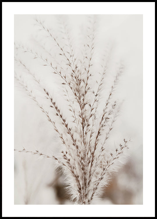 Autumn Miscanthus Plakat