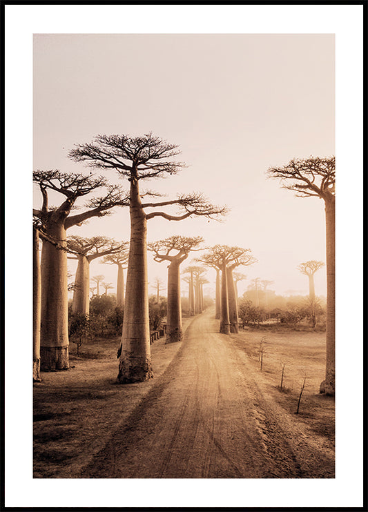 Baobab Trees at Sunset Plakat