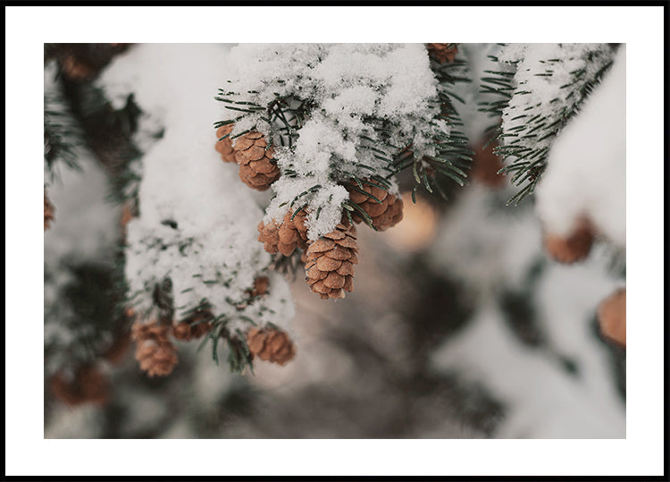 Snow-Covered Branch with Pine Cones Plakat