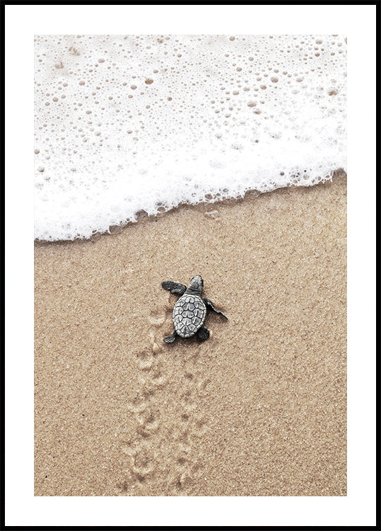Baby Turtle Meets the Sea Plakat - Posterbox.dk