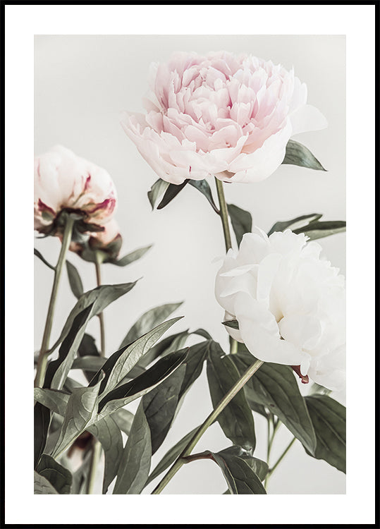 Peony 04