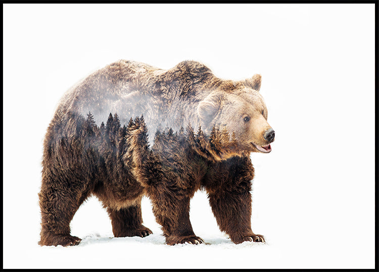 Bear Plakat