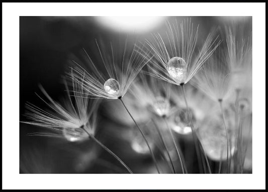 Dandelion After The First Freeze Plakat