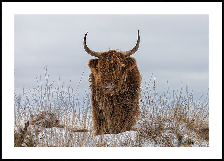 Highlander in Snow Plakat