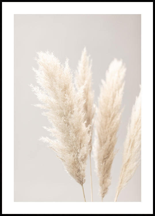 Pampas Grass Grey 02