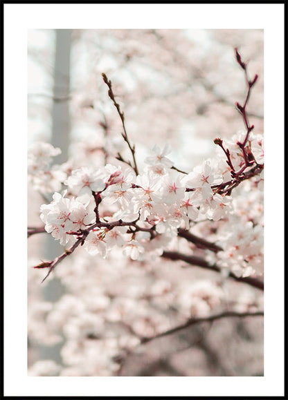 Cherry Tree Plakat