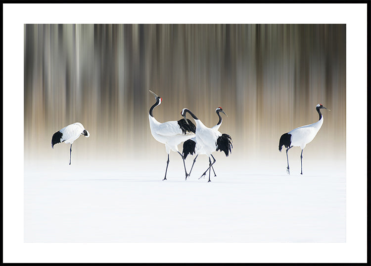 Red-crested white cranes Plakat