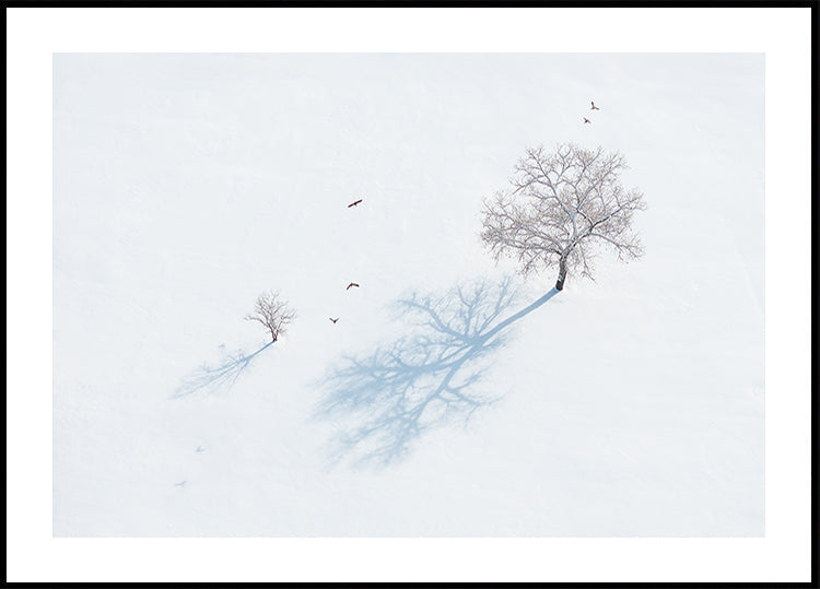 Shadows of Trees and Birds Plakat