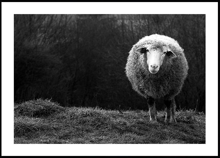 Wondering sheep