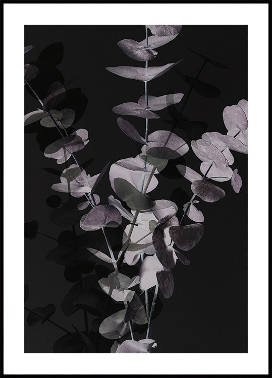 Eucalyptus_Negative_001