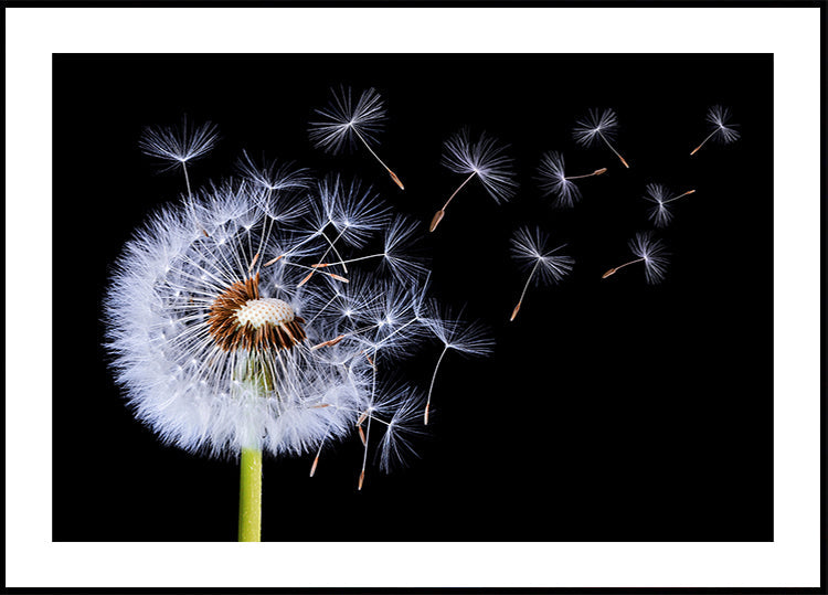 Dandelion Blowing Plakat