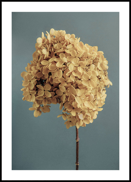 Yellow Hydrangea Plakat