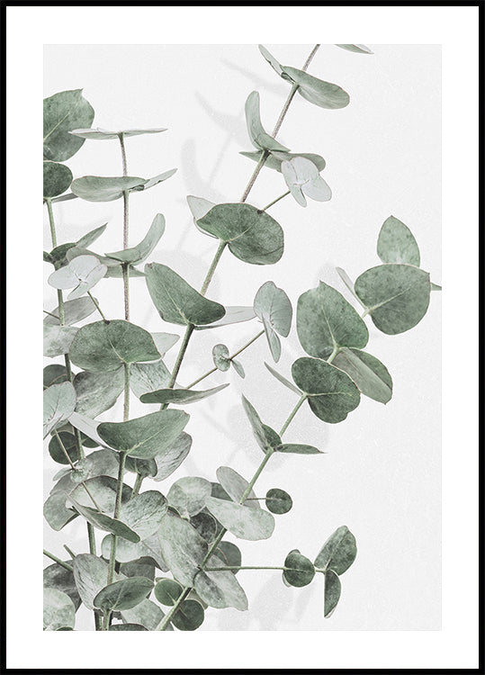 Eucalyptus No.2 Plakat