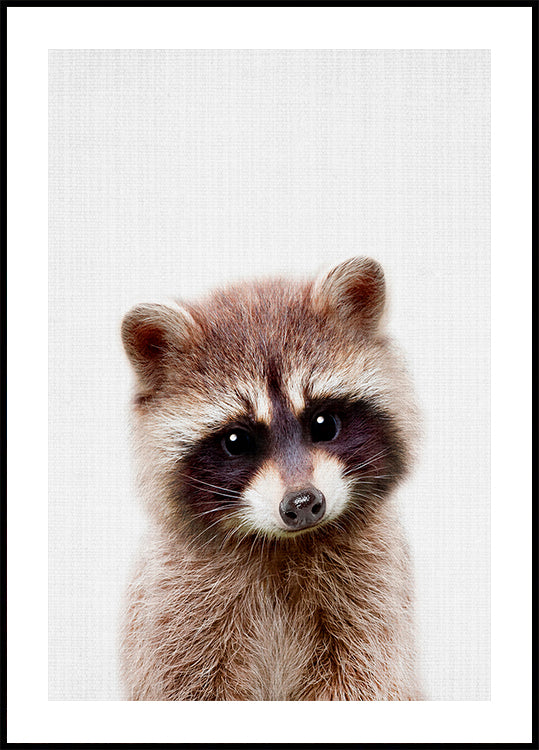 Peekaboo Raccoon Plakat