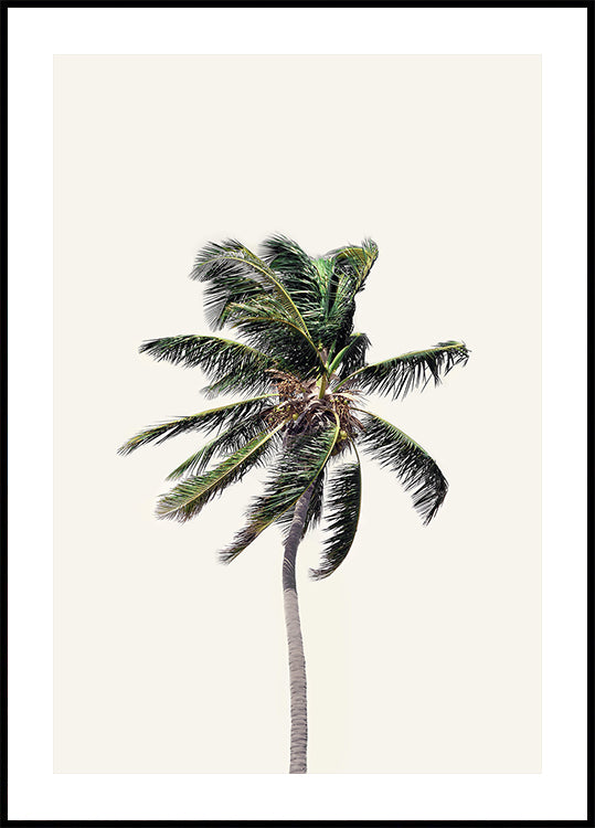 Windy Palm Tree Plakat