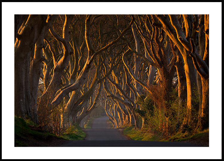 The Dark Hedges in the Morning Sunshine