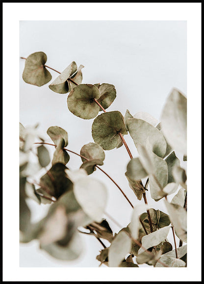 Eucalyptus Plakat