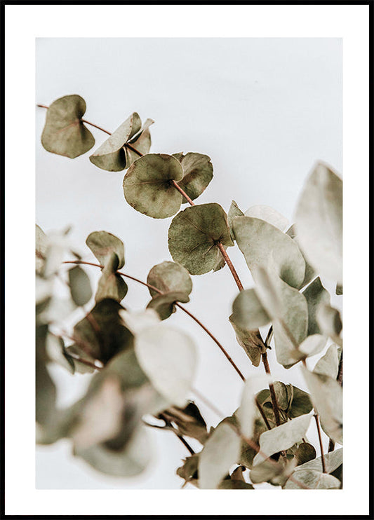 Eucalyptus Plakat