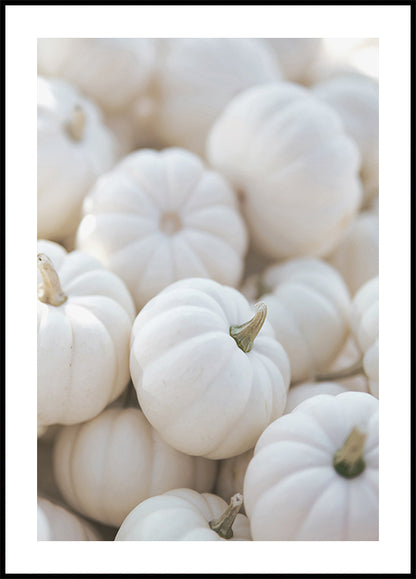 Small White Pumpkins Plakat