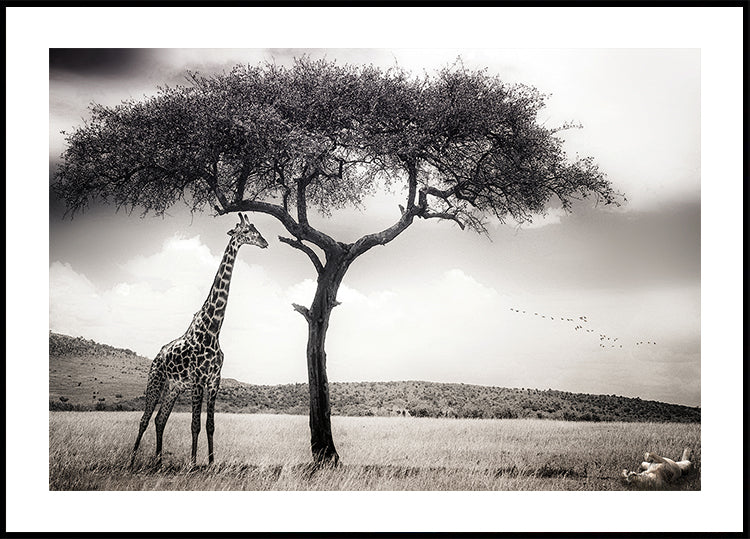 under the African sun Plakat