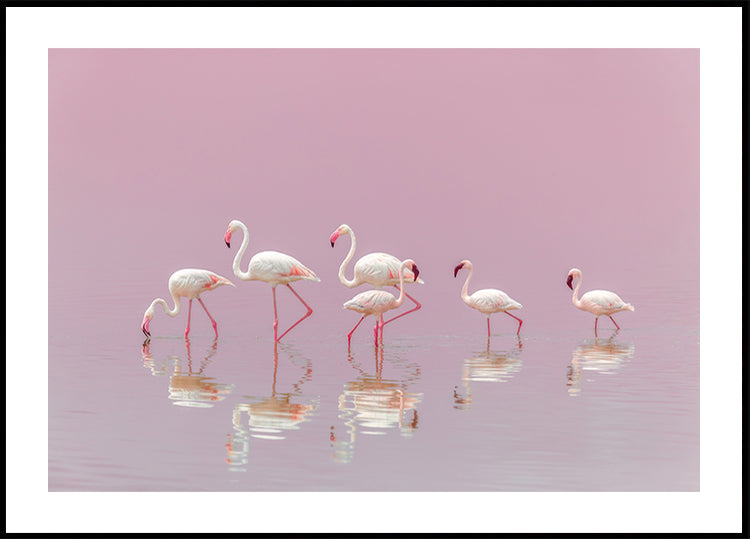 Flamingos Plakat