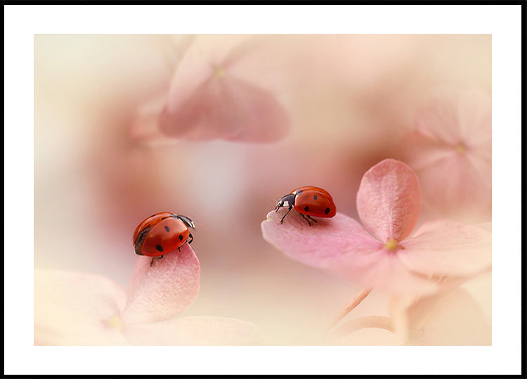 Ladybirds on pink hydrangea.