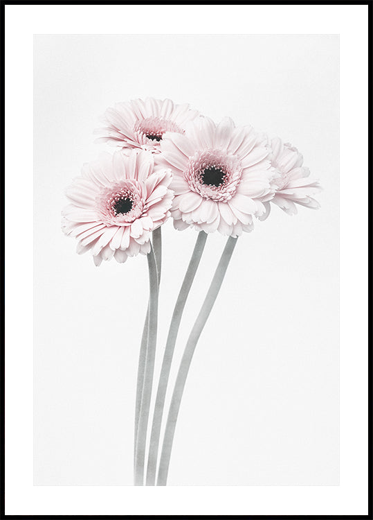 Pink Flowers  Plakat