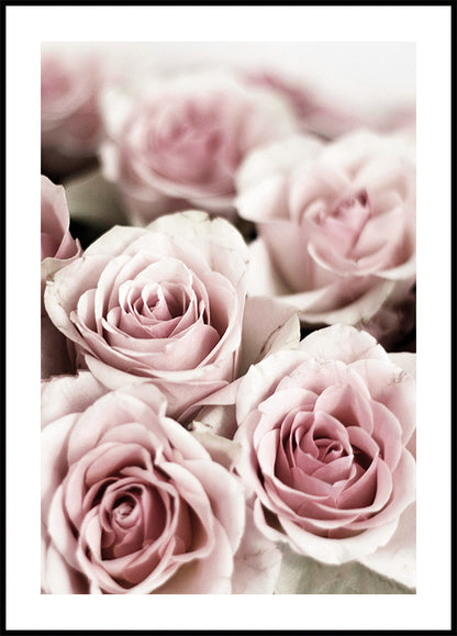 Soft Pink Roses Plakat