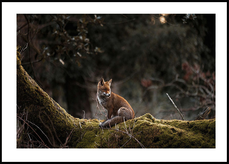 Fox in The Forest Plakat - Posterbox.dk