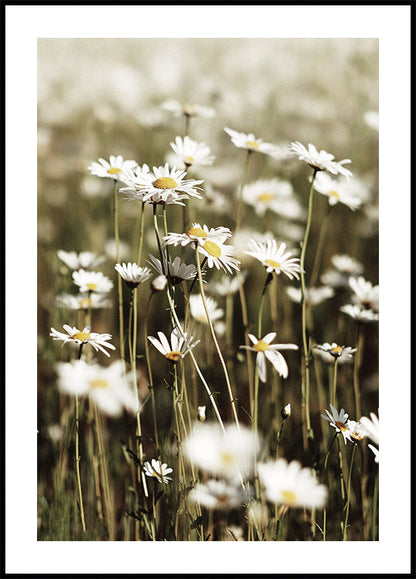 Field Of Daisies Plakat