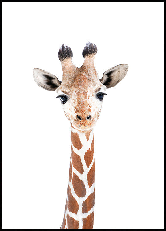Baby Giraffe Plakat