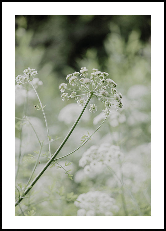 White Wildflowers in a Soft Green Meadow Plakat - Posterbox.dk