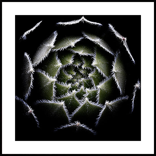 Sempervivum Rosette Plakat