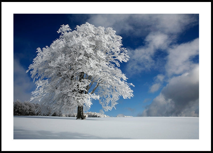 White Windbuche in Black Forest