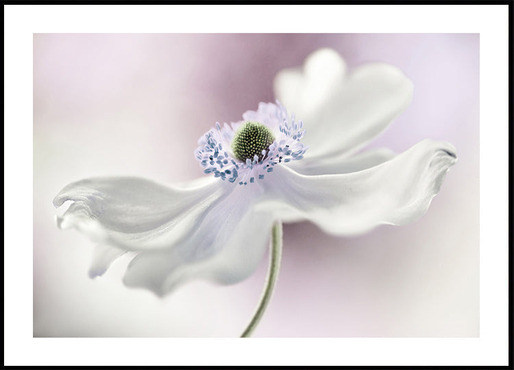 Anemone breeze Plakat