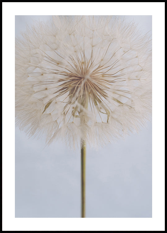 Delicate Dandelion