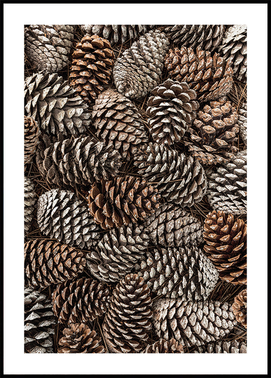 Pine Cones Texture Plakat