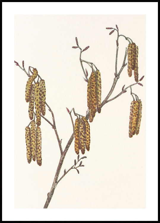 Hazel Alder (alnus Regosa) From North American Wildflowers (1925) By Mary Vaux Walcott. Plakat