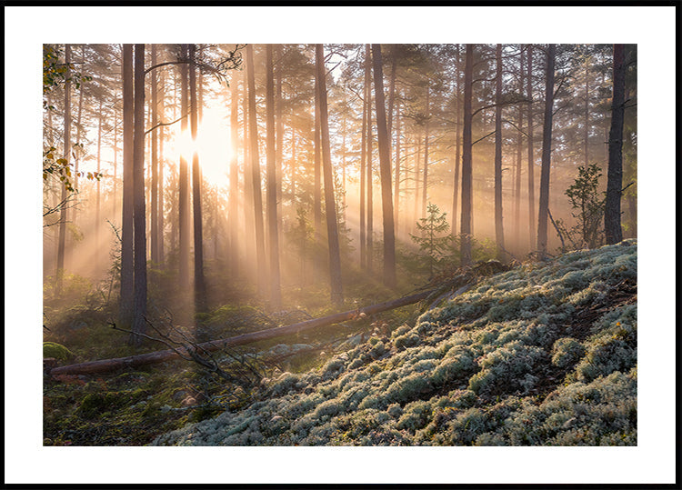 Fog in the forest with white moss in the forground Plakat